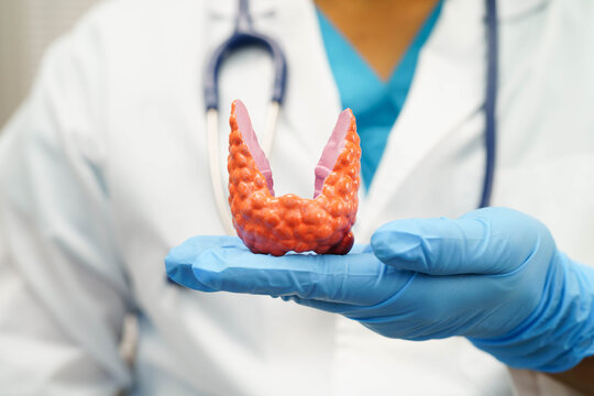 Hyperthyroidism, Overactive Thyroid, Thyroid Lymphoma, Asian doctor with thyroid gland human anatomy model in hospital.