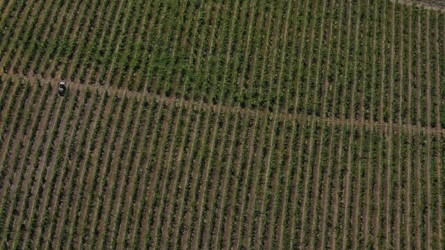 Stunning drone footage soaring above massive, sunlit vineyards in France shows a tractor spraying fertilizer between perfectly aligned rows, capturing agricultural precision.