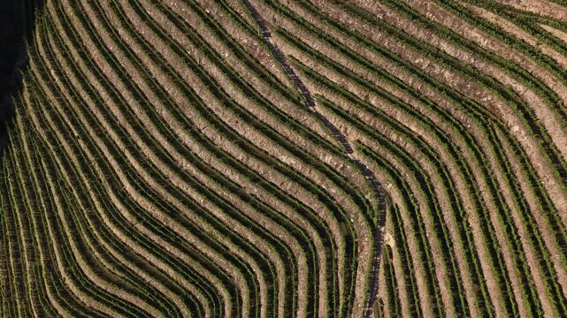 Stunning drone video showcases patterned slopes of Douro Valley vineyards in Portugal, capturing the geometric beauty of the Unesco Alto Douro wine region.