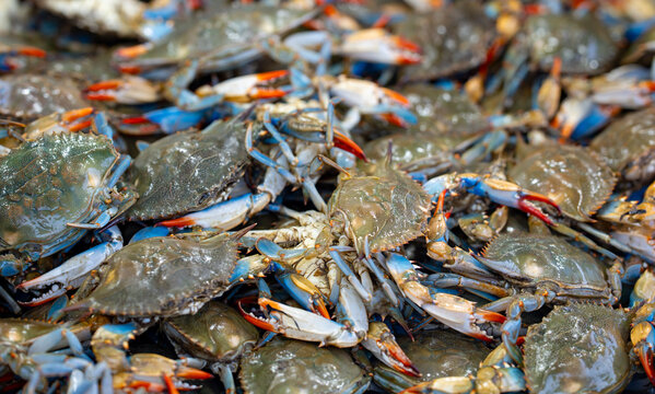 Crabs pile together in fresh market. Crabs show natural shell texture. Raw crabs create seafood background. Blue crabs suggest ocean freshness.