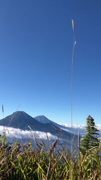 Vertical 9:16 slow motion shot of wild grass and ferns swaying in the wind, featuring a breathtaking background of volcanic mountains and a sea of clouds under a clear blue sky.