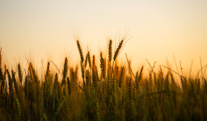 Obraz premium Wheat catches golden light. Wheat rises above crop. Rural wheat fills frame. Warm wheat meets bokeh.