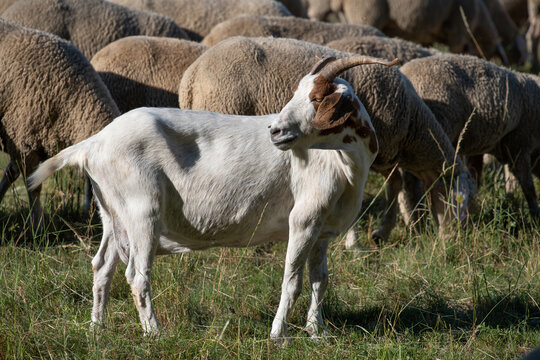 A white goat with horns is standing in the middle of a flock of sheep. The animals are in a meadow.