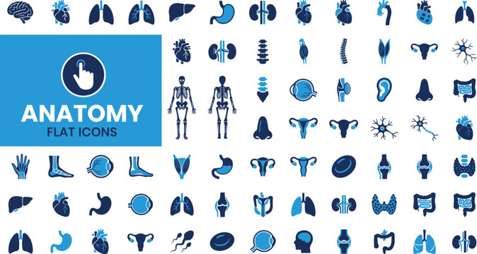 Anatomy flat icons set with various human body parts and organs