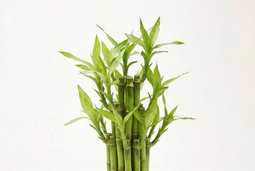 Obraz premium Cluster of vibrant green lucky bamboo stalks growing together against a white background