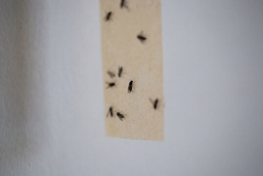 Several dark flies stuck to a hanging strip of adhesive flypaper against a white wall