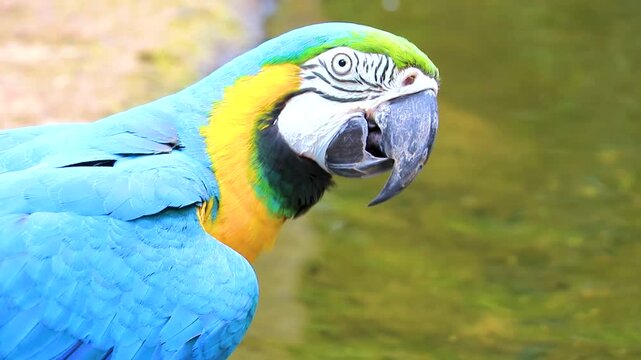 Blue and yellow macaw parrot bird tropical drinking water Brazil.