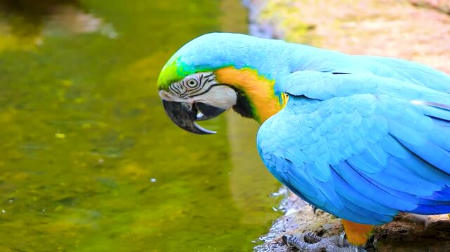Blue and yellow macaw parrot bird tropical drinking water Brazil.