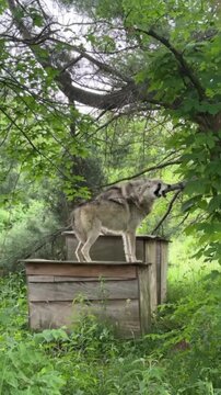 Two gray wolves howling together on wooden crates in the forest motion clip for nature media