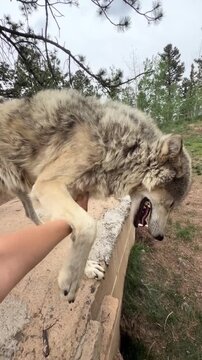 Gray wolf interacting with human hand in a natural outdoor wilderness setting motion video footage