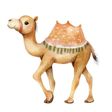 Camel Walking with Saddle On.