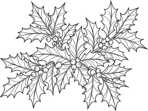 Hand drawn holly leaves vector with berries line art illustration