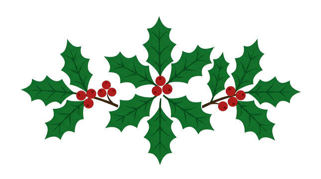 Christmas holly leaves vector with red berries on white background