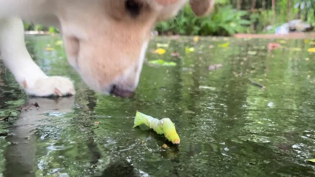Curiosity in the Puddle: A curious puppy leans over a puddle, its attention captivated by a fallen leaf floating on the surface. The scene is a close-up perspective of nature's simple wonders.