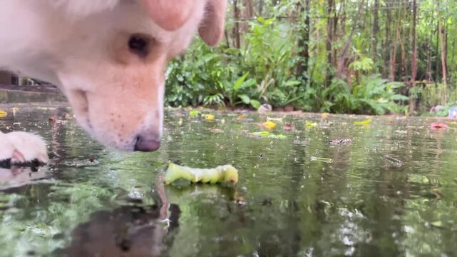 Curiosity at the Pond's Edge: A gentle dog leans over a still pond, its curious gaze focused on something within the water, surrounded by lush greenery and the reflection of trees.