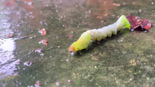 Green Caterpillar Crawling: A bright green caterpillar with a segmented body and a prominent head navigates across a wet, textured surface, showcasing the intricate details of this crawling creature.