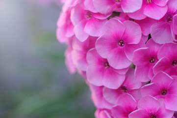 close up of pink hydrangea flower
