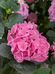 Obraz premium Vibrant Pink Hydrangea Blossom Lush Garden Detail