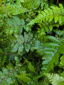Lush Green Fern Fronds Nature Texture