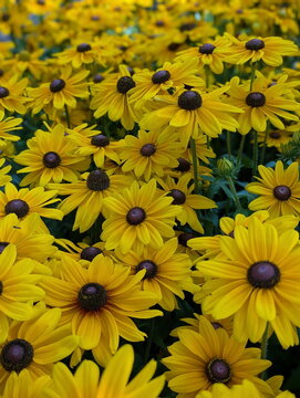Golden Rudbeckia Hirta Floral Carpet