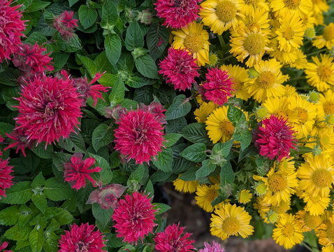 Vibrant Monarda and Gaillardia Floral Contrast