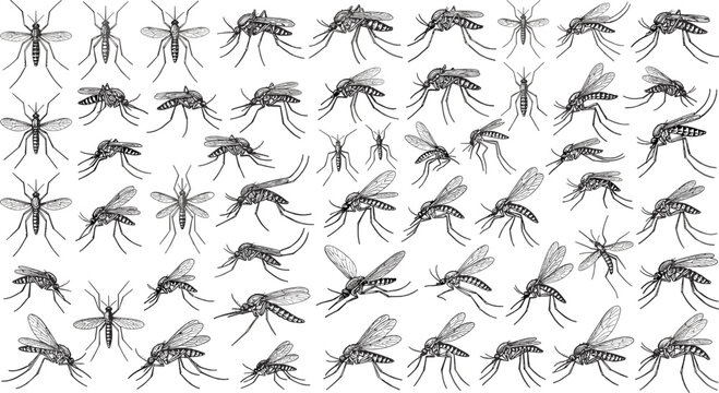 Vintage Mosquito Insect Set with Detailed Hand Drawn Sketch Engravings of Swarming Flying and Biting Pests for Biological and Wildlife Layout Designs