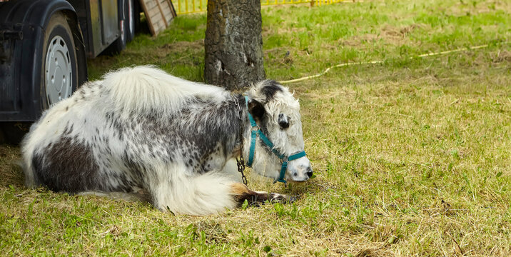 A female Tibetan yak and a cow lie in the shade, exhausted by the heat.