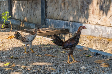 Two Roosters Walking On A Gravel Ground Next To A Textured Stone Wall During A Sunny Afternoon © Anzz Stock