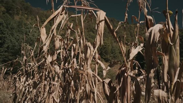 Cornfield medium shot