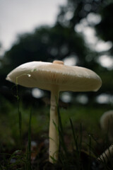 Close-up of a white mushroom in a dark, moody forest setting. © iban