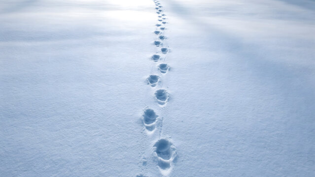 A line of human footprints walking across a clean white snowy field