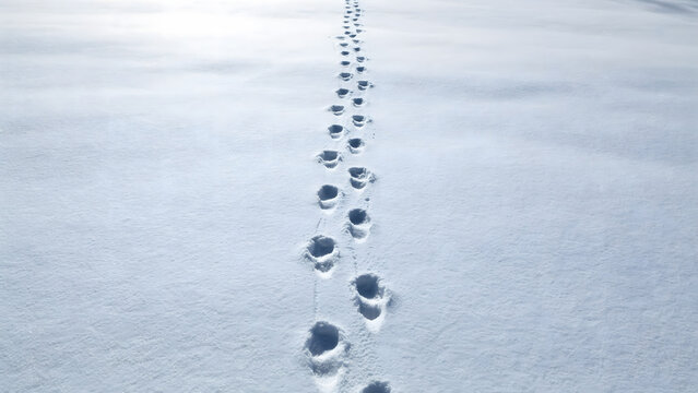 A single path of footprints leading through fresh white winter snow