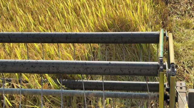 View from inside the combine cabin shows the cutting mechanism moving forward along a harvesting strip in the field during rice harvesting. Agricultural machinery.