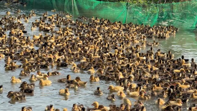 A group of ducklings swims closely together across pond water near a green fence along the edge of a farm territory. Rural breeding.