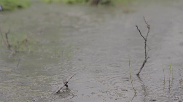 4K slow motion video of raindrops hitting shallow water, creating ripples around grass, branches and wetland plants.