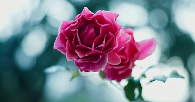 Plants, flower and growth outdoor with leaves, biodiversity and environment for photosynthesis. Bokeh, rose and sustainable in nature for botanical, blooming season and horticulture for conservation