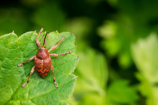 Brown weevil Curculio glandium on a textured green leaf with pronounced veins.
