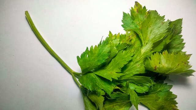Close up of vibrant green celery leaf tip on white backdrop