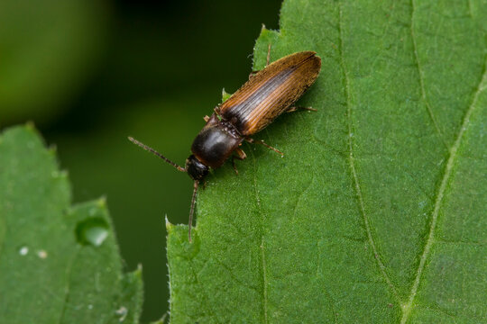 Margined click beetle Dalopius marginatus on a textured green leaf with visible veins.