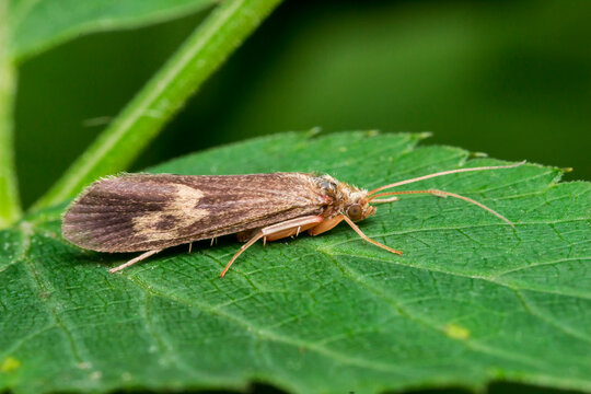 Macro shot of a caddisfly insect, commonly called a sedge-fly, on a vibrant leaf surface.