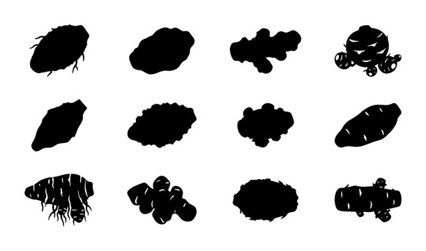 Ginger Root Vector Icons, Spice Ingredient Silhouettes, Culinary Herb Graphics, Healthy Food Elements, Black and White Root Vegetable Shapes
