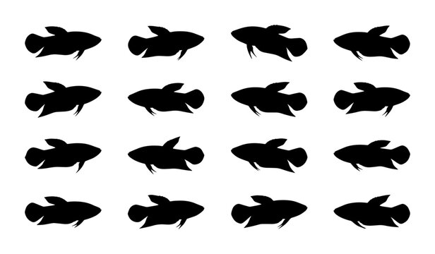 Betta Fish Silhouettes, Siamese Fighting Fish Icons, Aquatic Animal Vector Graphics, Simple Black and White Underwater Creatures