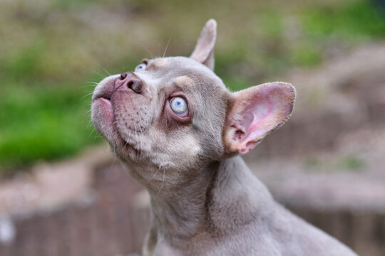 Young new Shade Isabella French Bulldog dog with very light blue eyes