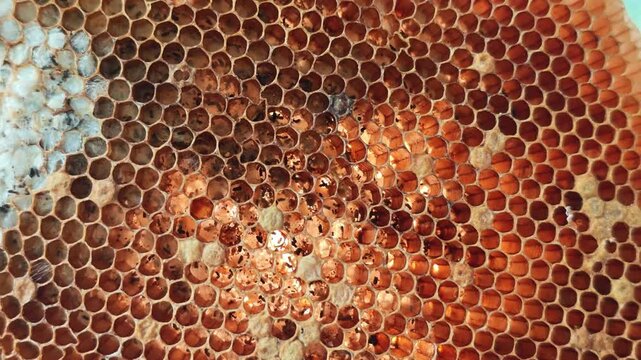 The pattern of a part of a beehive filled with beeswax.