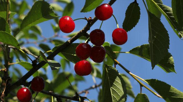 sour cherries grow on the tree and the sunshine light on the branch and berries