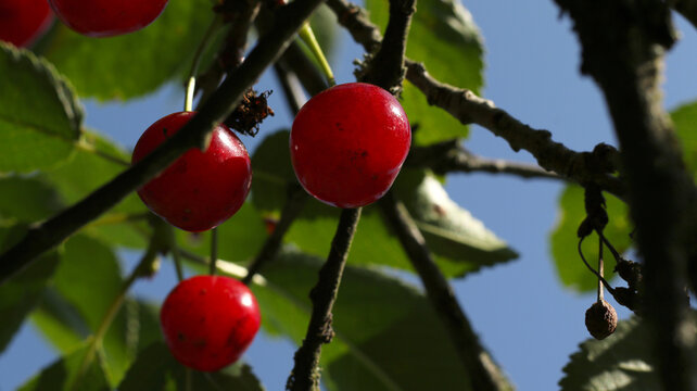 sour cherries grow on the tree and the sunshine light on the branch and berries