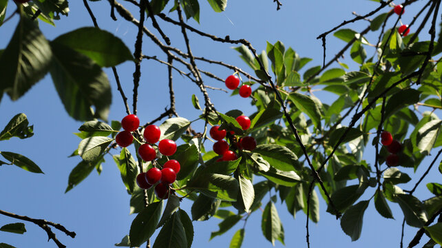 sour cherries grow on the tree and the sunshine light on the branch and berries