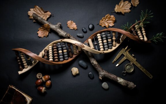 Wooden DNA double helix sculpture with abacus beads, rustic biological structure on black background, natural science and genetics concept