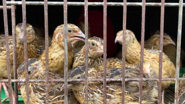 Japanese Quails Bird Inside A Cage - Close Up