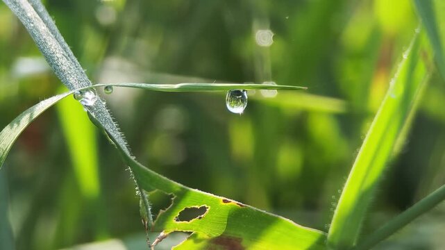 Dew drops on green grass. 